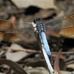 Orthetrum caledonicum (Blue Skimmer) at Gibberagee, NSW - 1 Feb 2015 by Bungybird