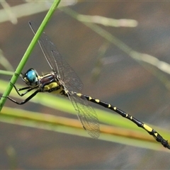 Parasynthemis regina at Gibberagee, NSW - 31 Jan 2015 by AaronClausen