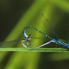 Austroagrion watsoni at Gibberagee, NSW - 11 Feb 2015 by AaronClausen