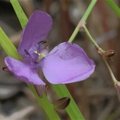 Murdannia graminea at Gibberagee, NSW - 12 Feb 2015 by Bungybird