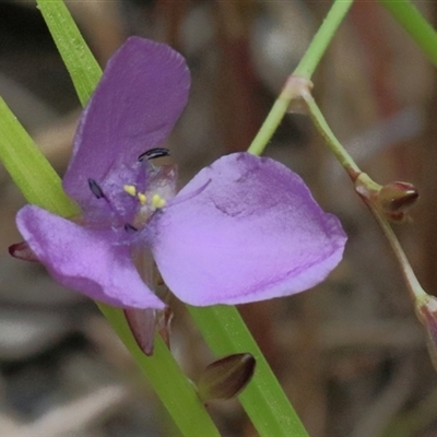 Murdannia graminea at Gibberagee, NSW - 12 Feb 2015 by Bungybird