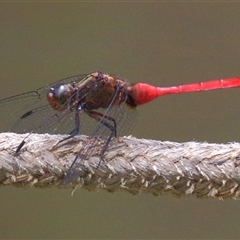 Orthetrum villosovittatum at Gibberagee, NSW - 11 Feb 2015 by AaronClausen