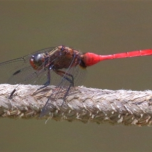 Orthetrum villosovittatum at Gibberagee, NSW - 12 Feb 2015 01:13 AM
