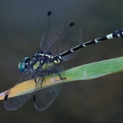 Austroepigomphus praeruptus (Twin-spot Hunter) at Gibberagee, NSW by Bungybird