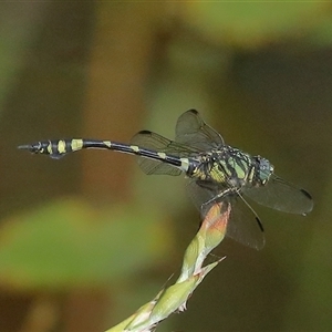 Ictinogomphus australis at Gibberagee, NSW - 26 Jan 2022