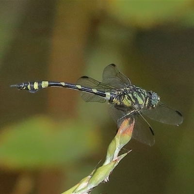 Ictinogomphus australis (Australian Tiger) at Gibberagee, NSW - 26 Jan 2022 by Bungybird