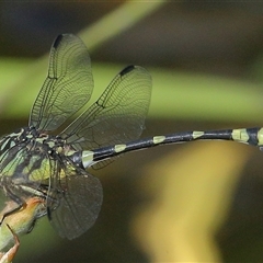 Ictinogomphus australis at Gibberagee, NSW - 25 Jan 2022 by AaronClausen