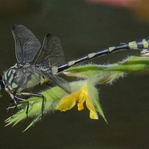 Ictinogomphus australis at Gibberagee, NSW - 26 Jan 2022 04:05 AM