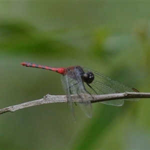 Diplacodes melanopsis at Gibberagee, NSW - 26 Jan 2022 04:10 AM