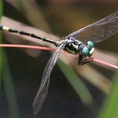 Austroepigomphus praeruptus (Twin-spot Hunter) by Bungybird