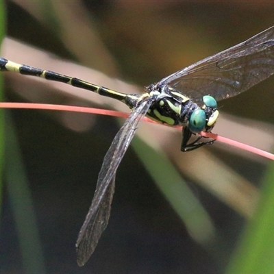 Austroepigomphus praeruptus (Twin-spot Hunter) at Gibberagee, NSW by Bungybird