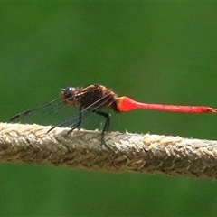 Orthetrum villosovittatum (Fiery Skimmer) at Gibberagee, NSW - 30 Jan 2015 by Bungybird