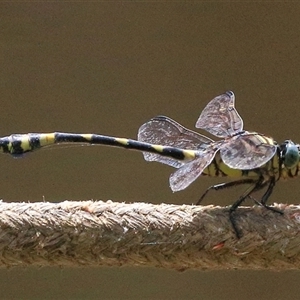 Ictinogomphus australis at Gibberagee, NSW - 30 Jan 2015