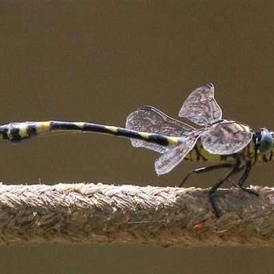 Ictinogomphus australis at Gibberagee, NSW - 29 Jan 2015 by AaronClausen