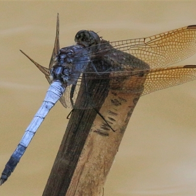 Orthetrum caledonicum (Blue Skimmer) at Gibberagee, NSW - 30 Jan 2015 by Bungybird