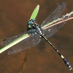 Austroepigomphus praeruptus (Twin-spot Hunter) at Gibberagee, NSW by Bungybird