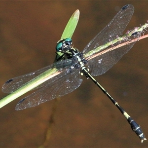 Austroepigomphus praeruptus at suppressed - suppressed