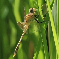 Orthetrum caledonicum (Blue Skimmer) at Gibberagee, NSW - 30 Jan 2015 by Bungybird