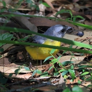 Eopsaltria australis at Gibberagee, NSW - 30 Jan 2015 08:43 PM