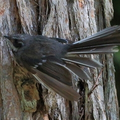 Rhipidura albiscapa (Grey Fantail) at Gibberagee, NSW - 30 Jan 2015 by Bungybird