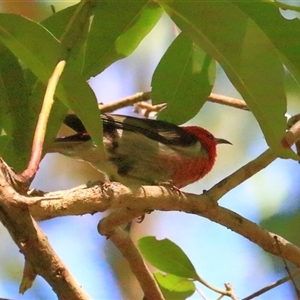 Myzomela sanguinolenta at Gibberagee, NSW - 30 Jan 2015 08:46 PM