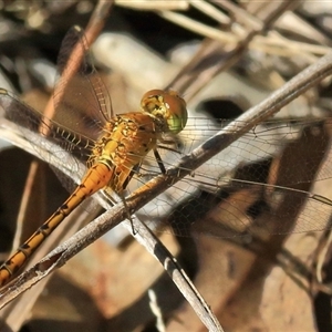 Diplacodes bipunctata at Gibberagee, NSW - 30 Jan 2015 08:55 PM