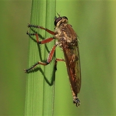 Colepia sp. (genus) (A robber fly) at Gibberagee, NSW - 30 Jan 2015 by Bungybird