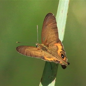 Hypocysta metirius at Gibberagee, NSW - 30 Jan 2015