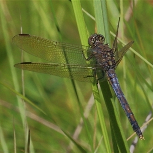 Orthetrum caledonicum at Gibberagee, NSW - 30 Jan 2015 09:01 PM