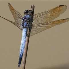 Orthetrum caledonicum at Gibberagee, NSW - 30 Jan 2015 by AaronClausen