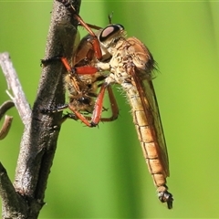 Colepia sp. (genus) (A robber fly) at Gibberagee, NSW - 30 Jan 2015 by Bungybird