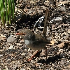 Malurus cyaneus (Superb Fairywren) at Gibberagee, NSW - 30 Jan 2015 by Bungybird