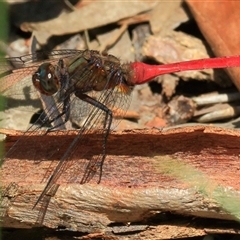 Orthetrum villosovittatum (Fiery Skimmer) at Gibberagee, NSW - 30 Jan 2015 by Bungybird