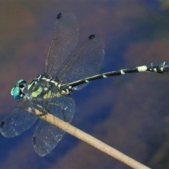 Austroepigomphus praeruptus (Twin-spot Hunter) at Gibberagee, NSW by Bungybird