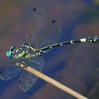 Austroepigomphus praeruptus (Twin-spot Hunter) at Gibberagee, NSW by Bungybird