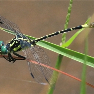 Austroepigomphus praeruptus at suppressed - 30 Jan 2015