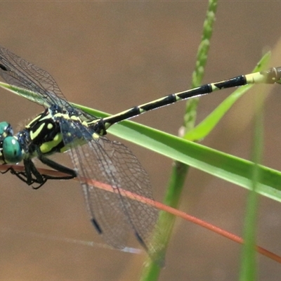 Austroepigomphus praeruptus (Twin-spot Hunter) by Bungybird