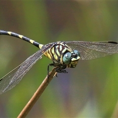 Ictinogomphus australis at Gibberagee, NSW - 30 Jan 2015 by AaronClausen