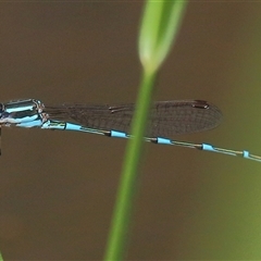 Austrolestes leda at Gibberagee, NSW - 30 Jan 2015 by AaronClausen