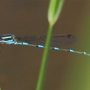 Austrolestes leda at Gibberagee, NSW - 30 Jan 2015 10:34 PM