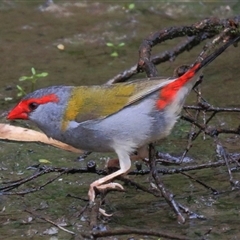 Neochmia temporalis (Red-browed Finch) at Gibberagee, NSW - 2 Feb 2015 by Bungybird