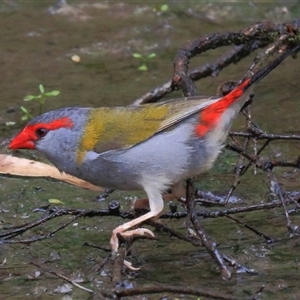 Neochmia temporalis at Gibberagee, NSW - 3 Feb 2015