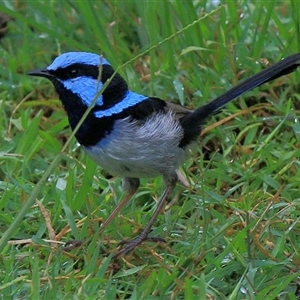 Malurus cyaneus at Gibberagee, NSW - 3 Feb 2015 10:04 PM