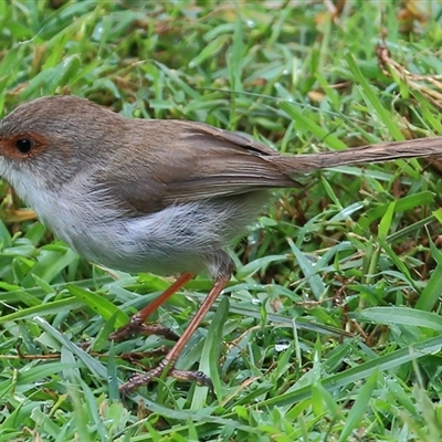 Malurus cyaneus (Superb Fairywren) at Gibberagee, NSW - 3 Feb 2015 by Bungybird