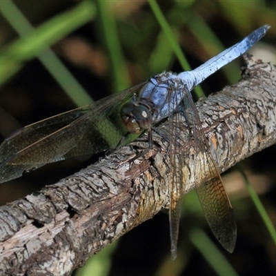 Orthetrum caledonicum at Gibberagee, NSW - 4 Feb 2015 by AaronClausen