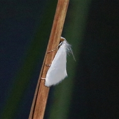 Tipanaea patulella (A Crambid moth) at Gibberagee, NSW - 4 Feb 2015 by AaronClausen