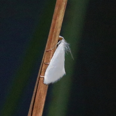 Tipanaea patulella (The White Crambid moth) at Gibberagee, NSW - 4 Feb 2015 by Bungybird