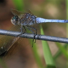 Orthetrum caledonicum at Gibberagee, NSW - 4 Feb 2015 by AaronClausen