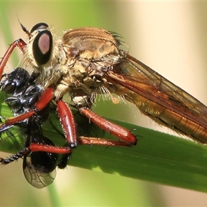 Colepia ingloria at Gibberagee, NSW by Bungybird