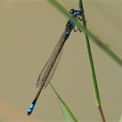 Ischnura heterosticta at Gibberagee, NSW - 4 Feb 2015 by AaronClausen